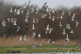 Black-tailed Godwit