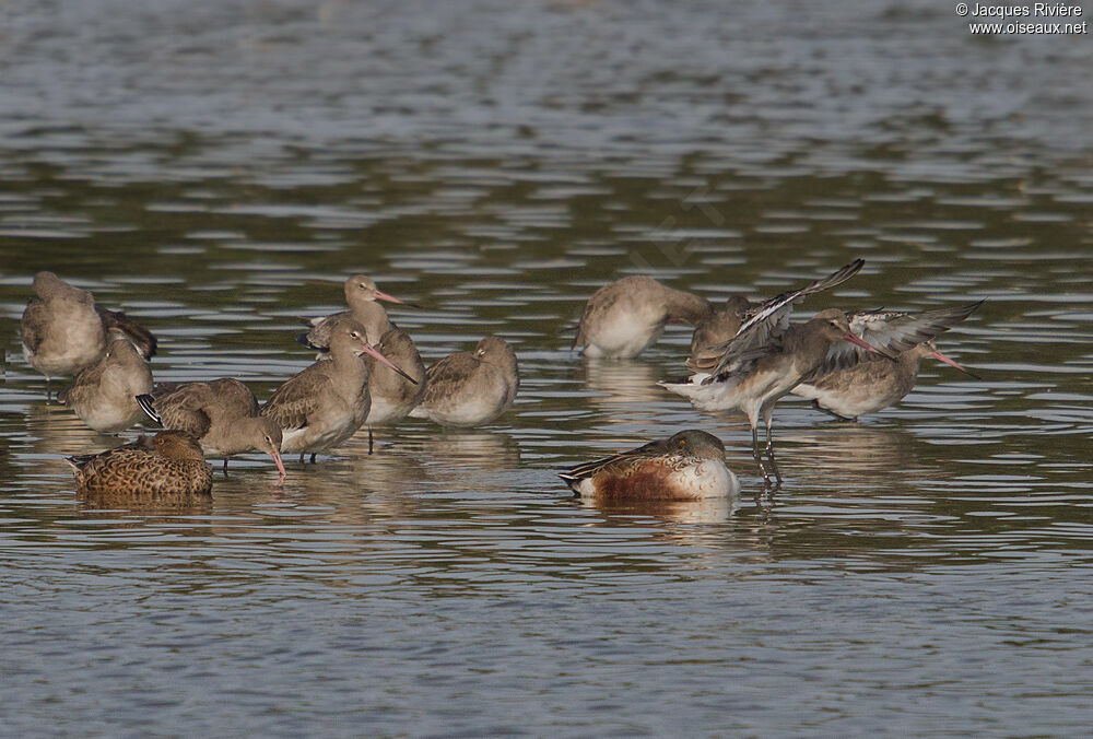 Black-tailed Godwitadult post breeding