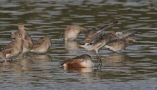 Black-tailed Godwit