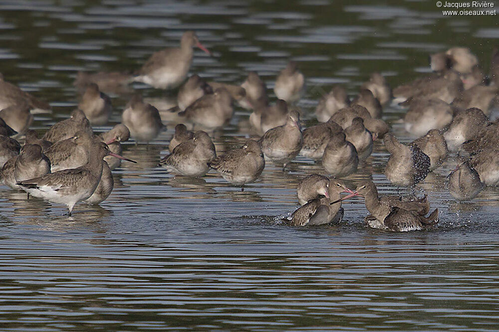 Black-tailed Godwitadult post breeding, Behaviour