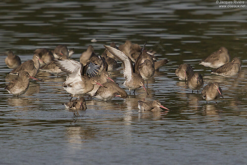 Black-tailed Godwitadult post breeding, Behaviour