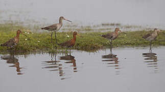 Black-tailed Godwit