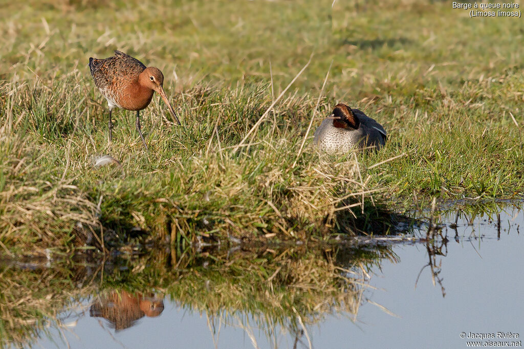 Black-tailed Godwitadult breeding, identification, walking