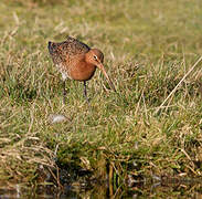 Black-tailed Godwit