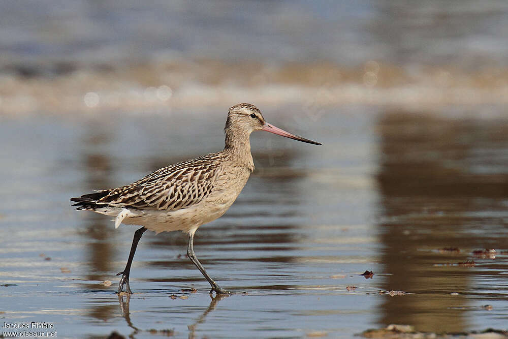 Bar-tailed Godwitadult post breeding, walking