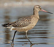 Bar-tailed Godwit