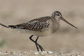 Bar-tailed Godwit