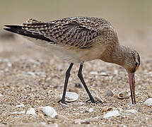 Bar-tailed Godwit