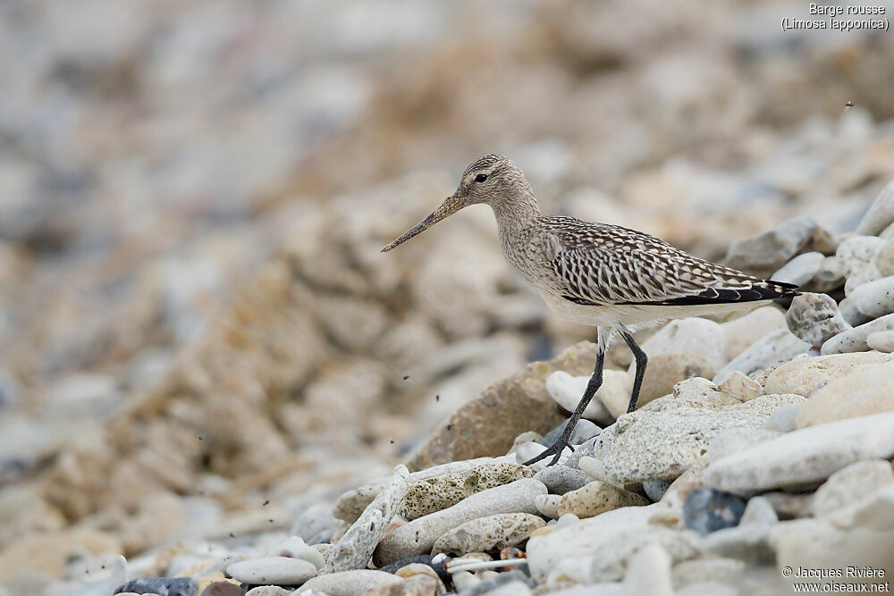 Bar-tailed Godwitadult post breeding, identification, walking