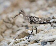 Bar-tailed Godwit