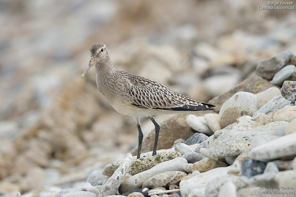 Bar-tailed Godwitadult post breeding, identification, walking