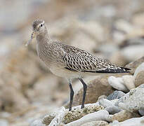 Bar-tailed Godwit