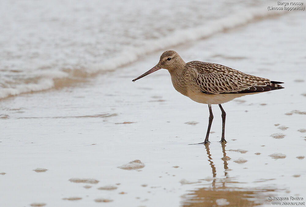 Bar-tailed Godwitadult post breeding, identification, walking