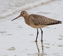 Bar-tailed Godwit