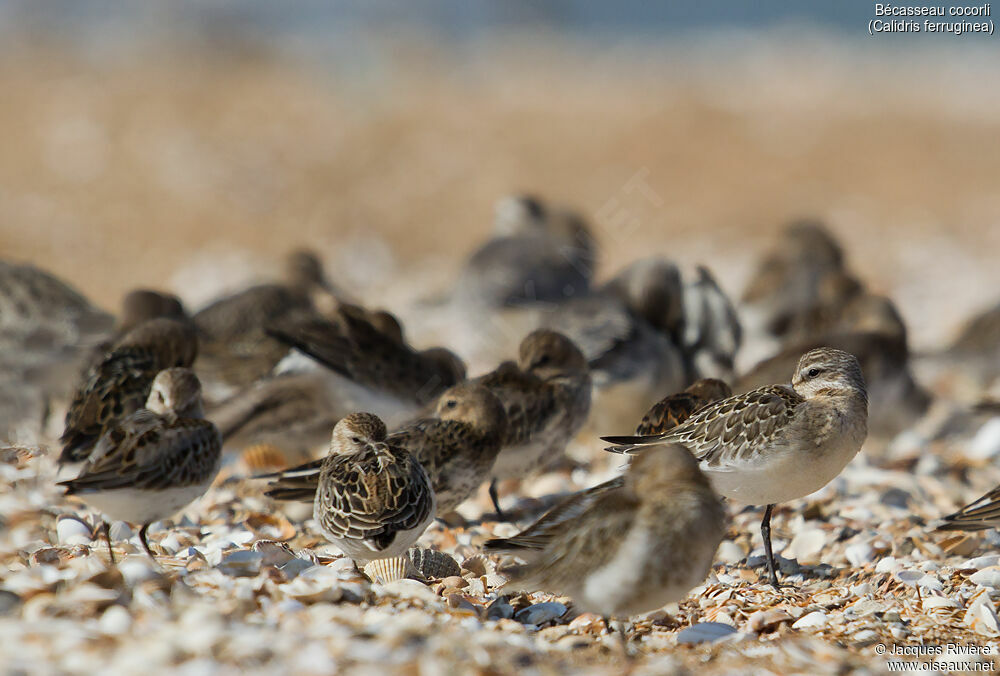 Curlew Sandpiperimmature, identification