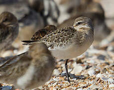 Curlew Sandpiper