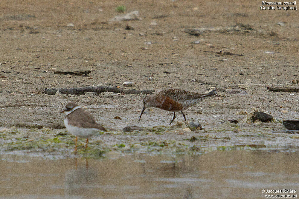 Curlew Sandpiperadult transition, identification, walking