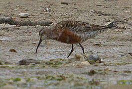 Curlew Sandpiper