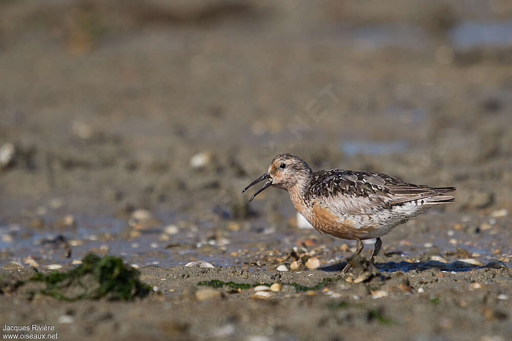 Bécasseau maubècheadulte transition, identification