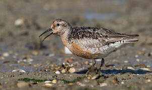 Red Knot