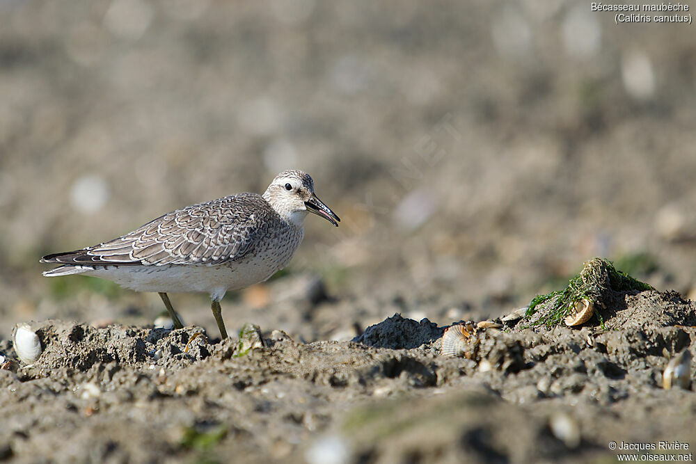 Red Knotadult post breeding, identification