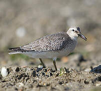 Red Knot