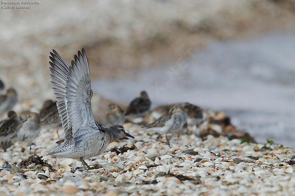 Bécasseau maubèche, identification