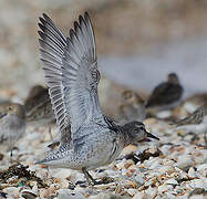 Red Knot