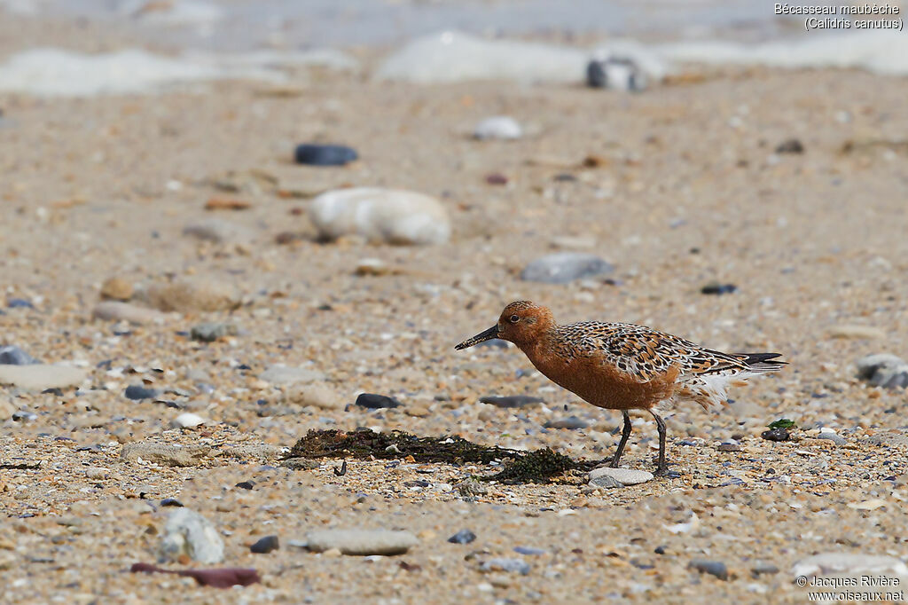 Bécasseau maubècheadulte nuptial, identification