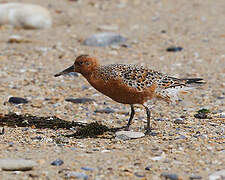 Red Knot