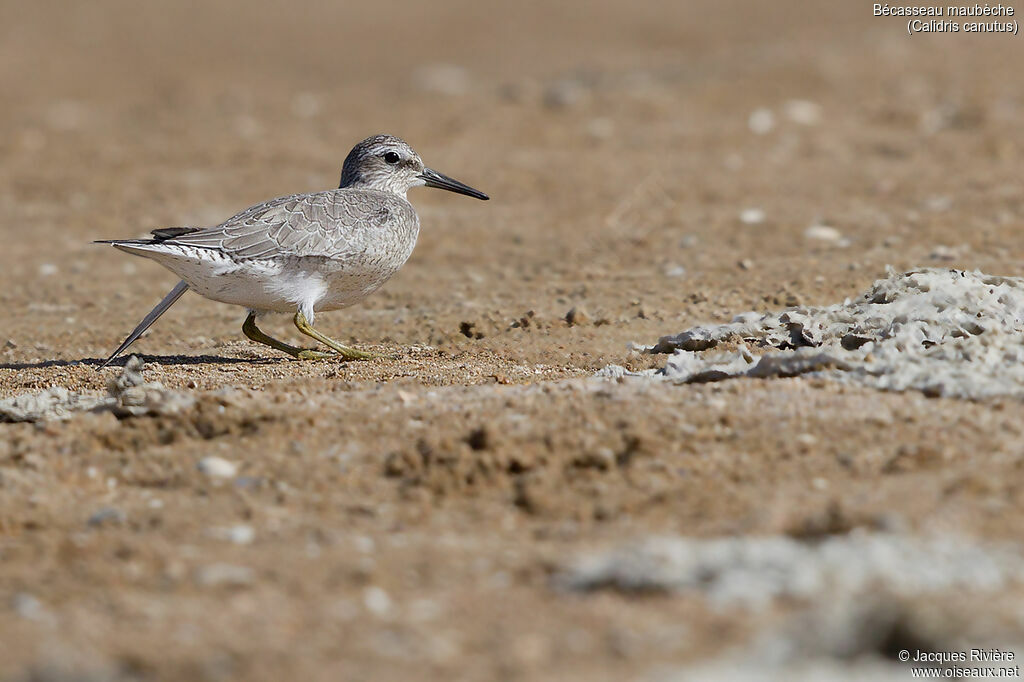 Bécasseau maubècheadulte, identification, marche