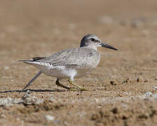 Red Knot