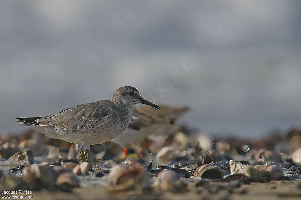 Bécasseau maubècheadulte internuptial, habitat, pêche/chasse