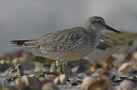 Red Knot