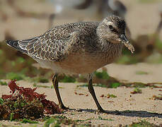 Red Knot