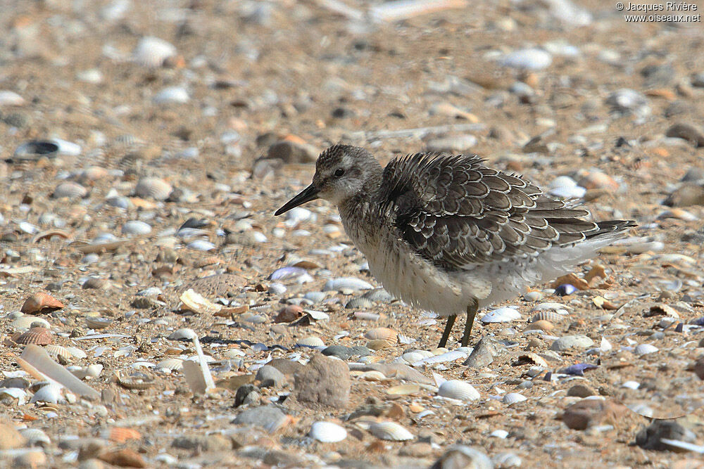 Red Knotadult post breeding