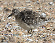 Red Knot