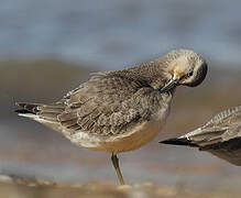 Red Knot