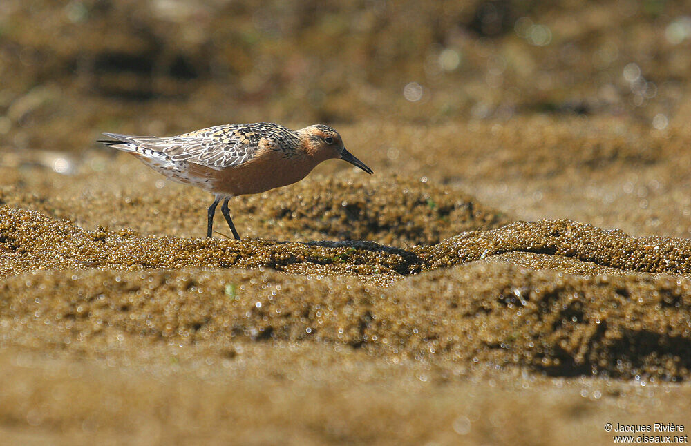 Red Knotadult breeding