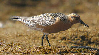 Red Knot