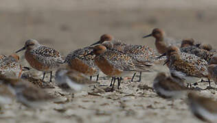 Red Knot