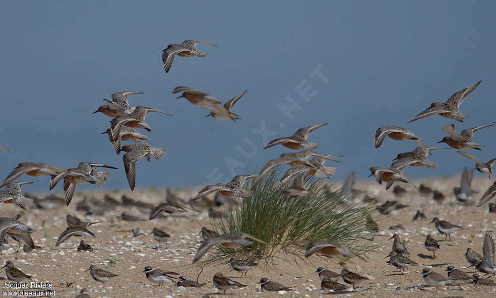 Red Knotadult breeding, habitat, Flight, Behaviour