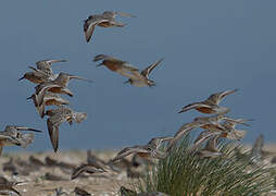 Red Knot