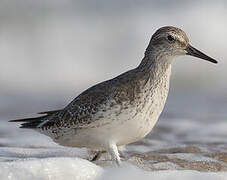 Red Knot