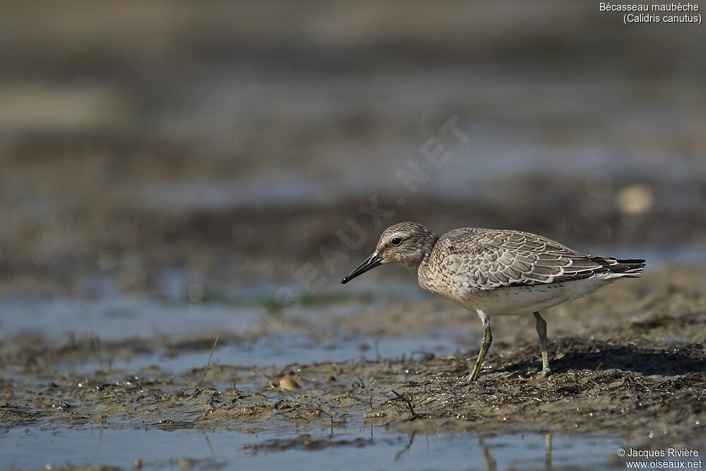 Bécasseau maubècheimmature, identification, marche