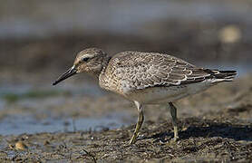 Red Knot