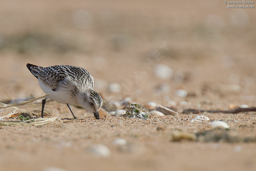 Bécasseau sanderling