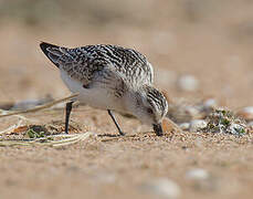 Bécasseau sanderling