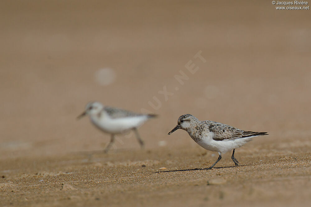 Sanderling