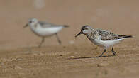 Bécasseau sanderling